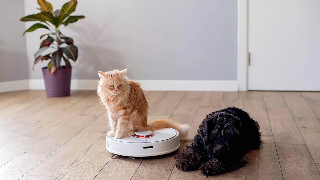 orange cat on top of an automated vacumm cleaner besides a black dog