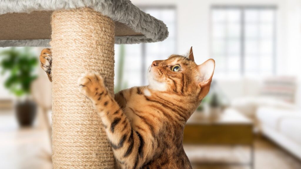 cat scratching a pole