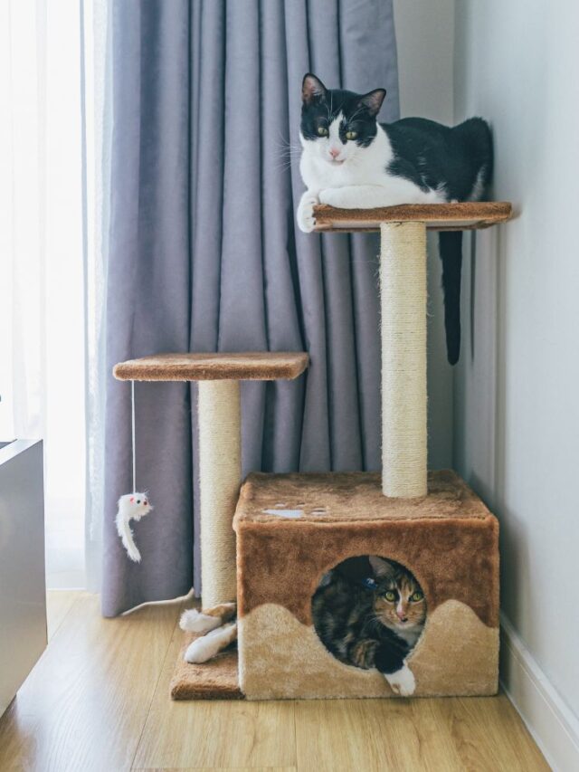 cats-in-cat-tree