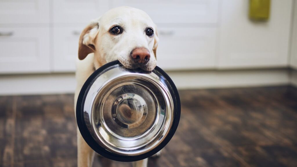 white dog holding a feeding bowl with it's mouth