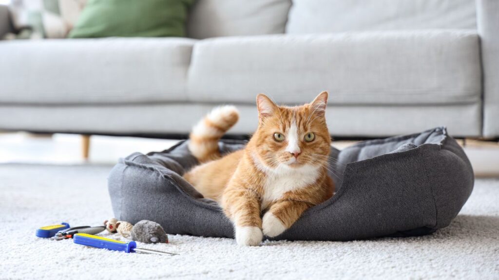 orange cat in a pet bed inside an apartment