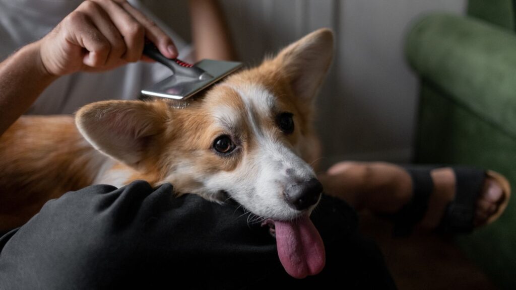 brushing hair dog