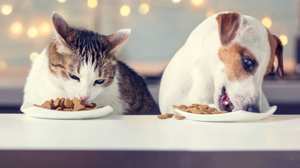 cat and dog eating