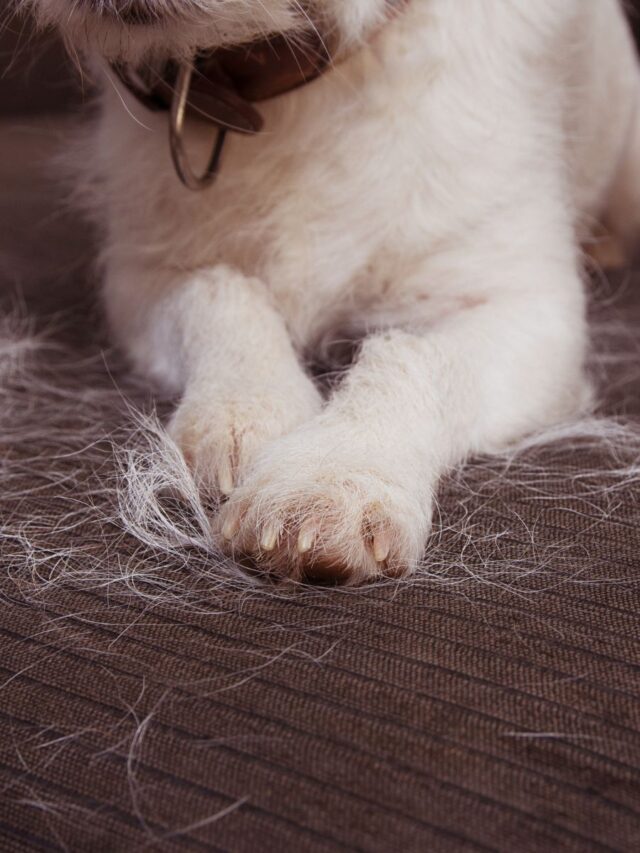 white-dog-hair-on-couch-cushion-story