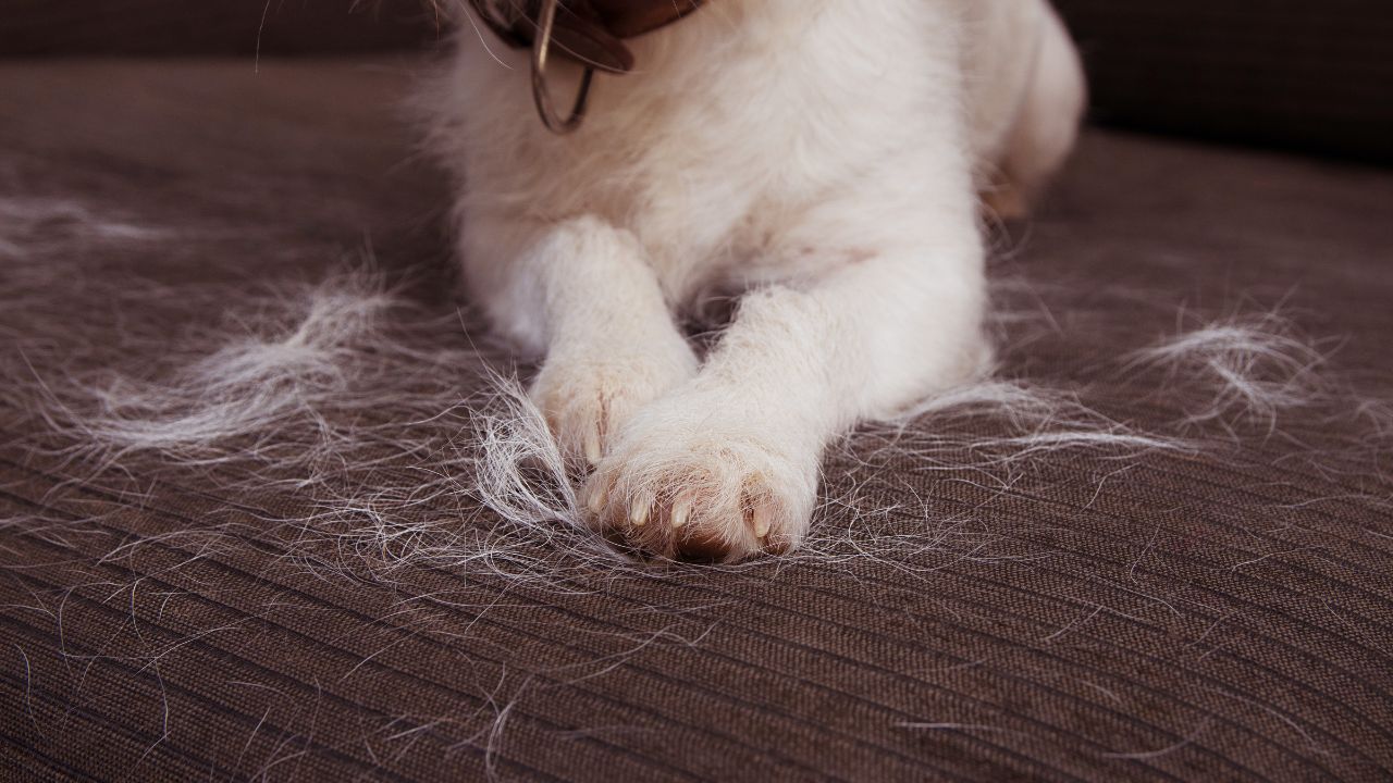 white-dog-hair-on-couch-cushion