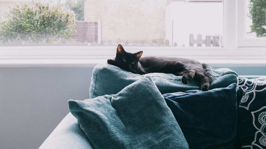 black cat lounging on blue couch cushion