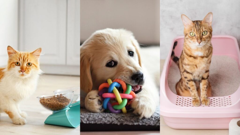 cat in front of food and water bowls; dog chewing a toy; cat standing in litter box