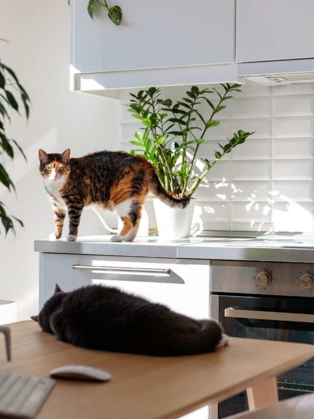 apartment-desk-and-sink-with-two-cats