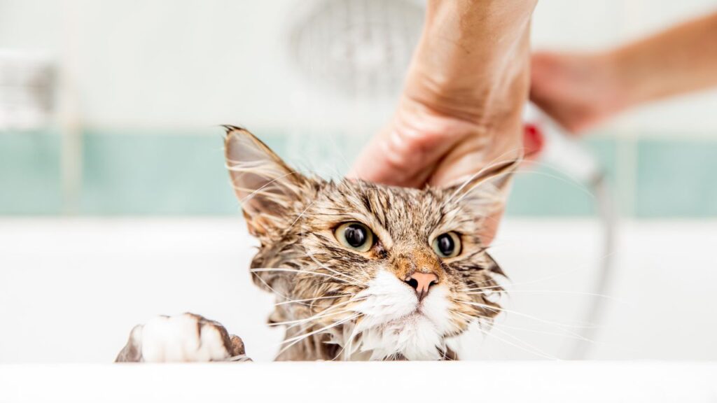 giving a bath to a cat in a bathtub