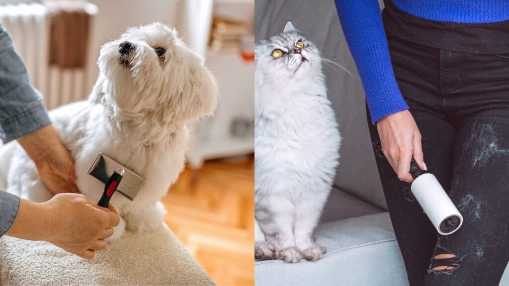 two pictures, on the left a white dog being groomed with a brush and on the right a woman cleaning a grey cat's hair from her black jeans with a lint roller