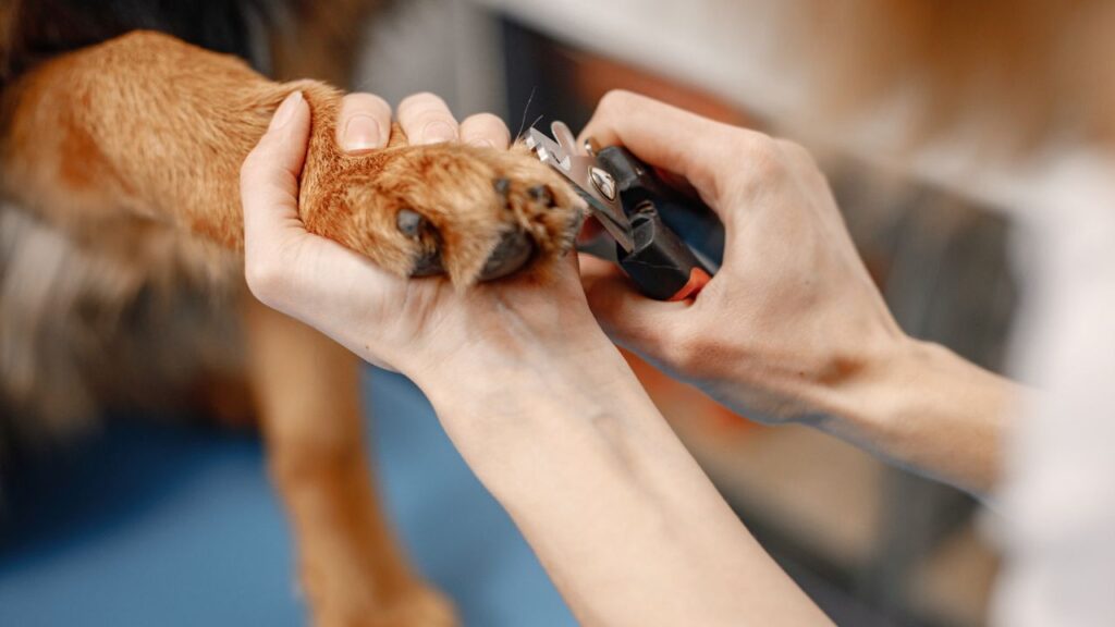 trimming a brown dog's nails