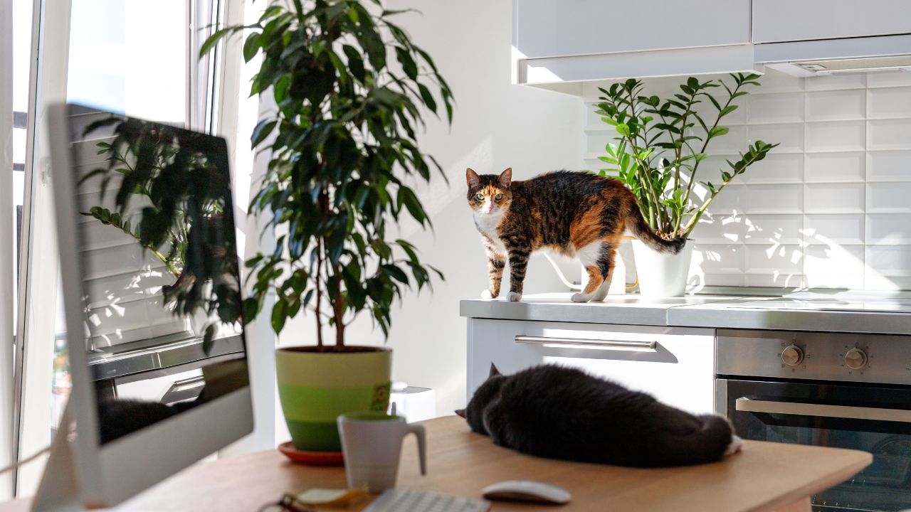 two-cats-in-apartment-space-kitchen-sink-computer