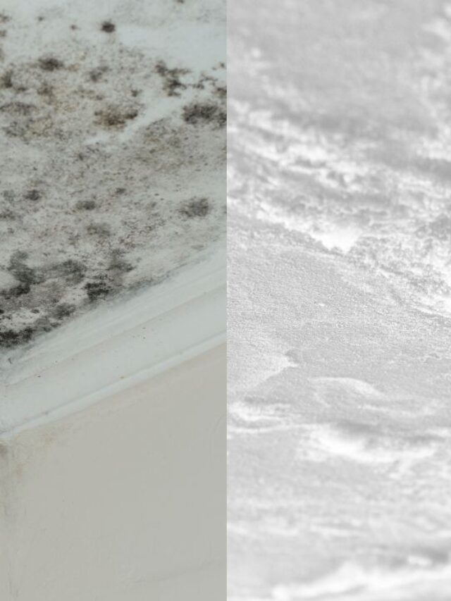 cropped-mold-vs-mildew.jpg